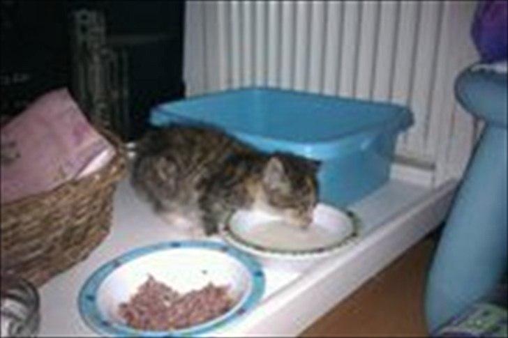 Huskat Sandi billede 4