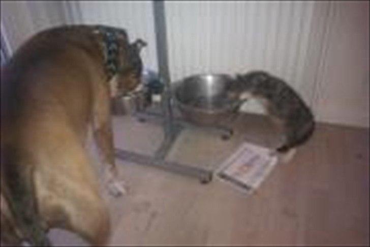 Huskat Sandi billede 5