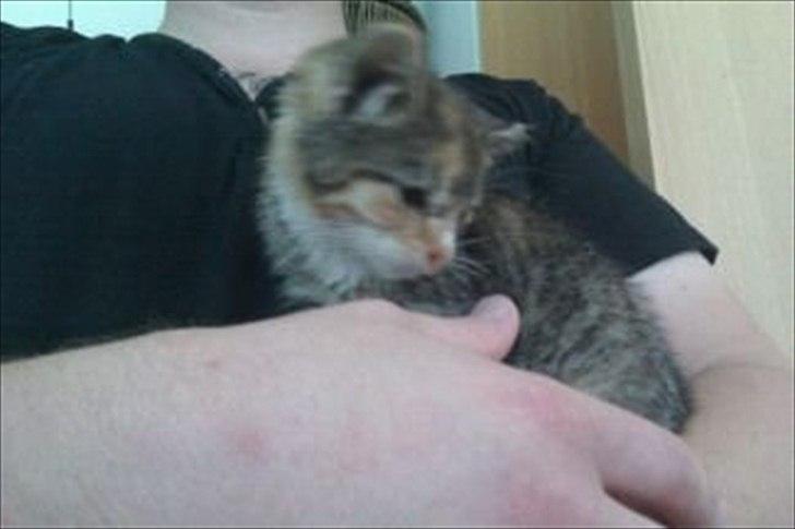 Huskat Sandi billede 6