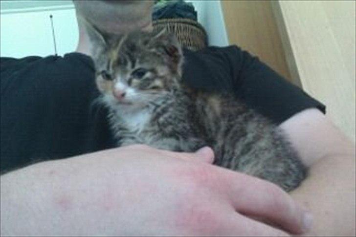 Huskat Sandi billede 7