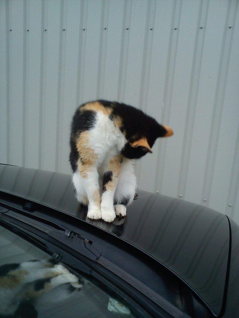 Huskat » Speedy « billede 8