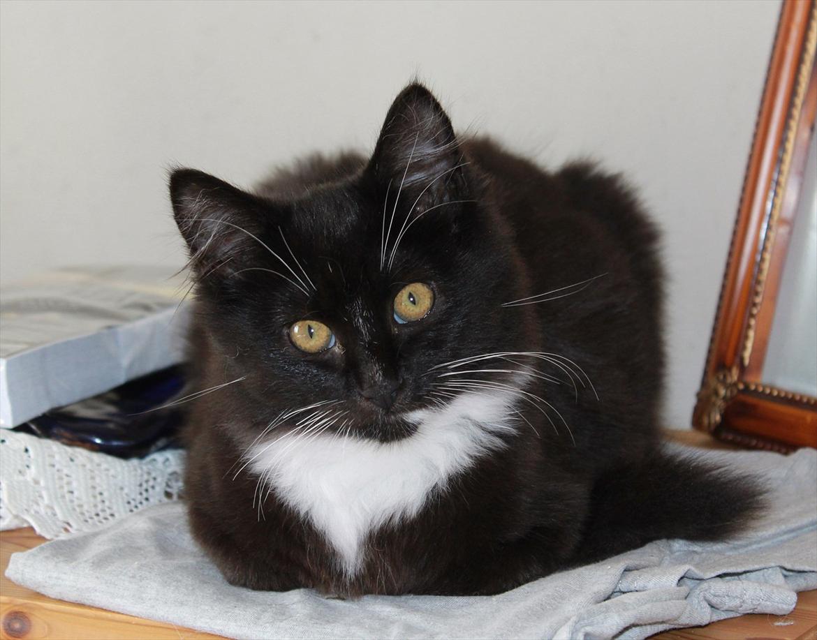 Blanding af racer Leopold - Velkommen til Leopold's Profil lig gerne en kommentar det bliver vi glad for :) billede 2