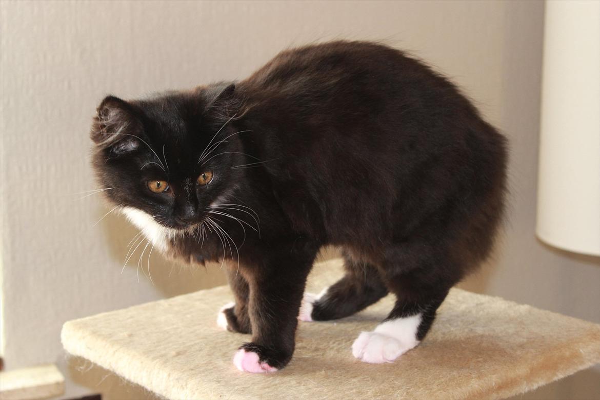 Blanding af racer Leopold billede 4