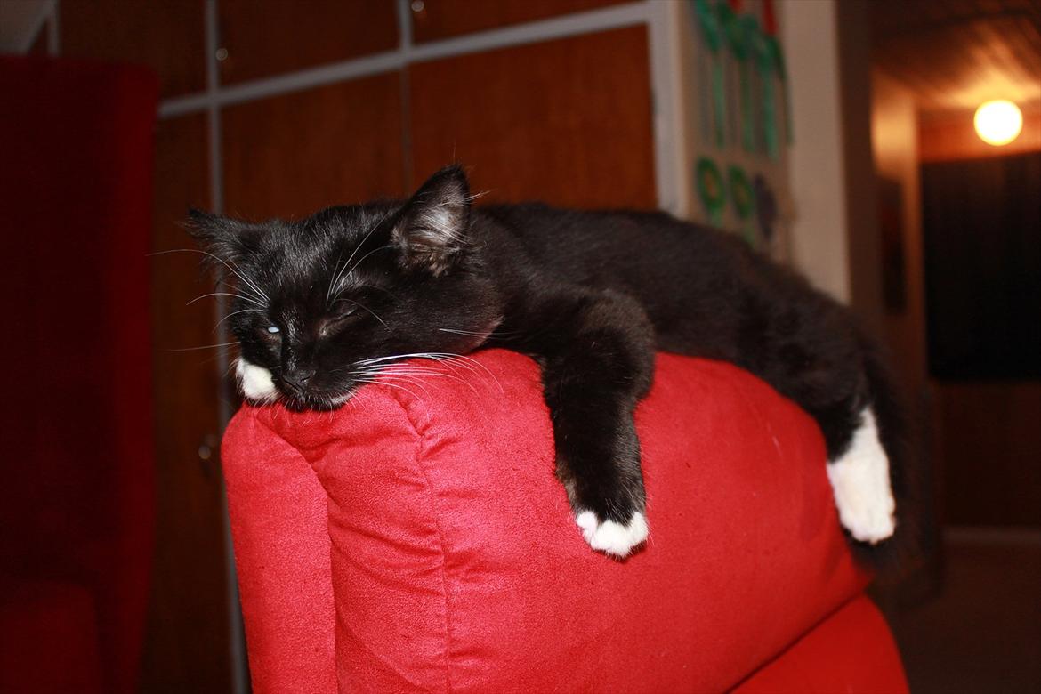 Blanding af racer Leopold billede 6