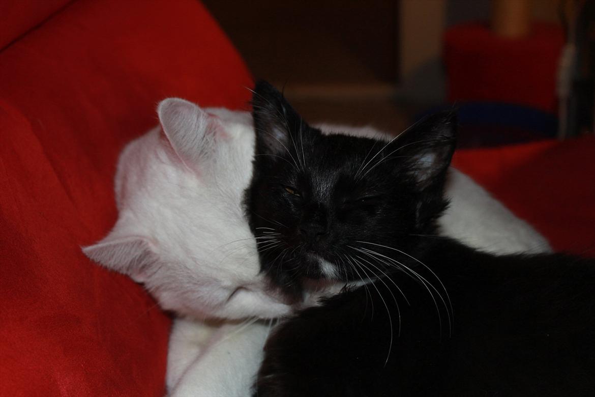 Blanding af racer Leopold billede 10