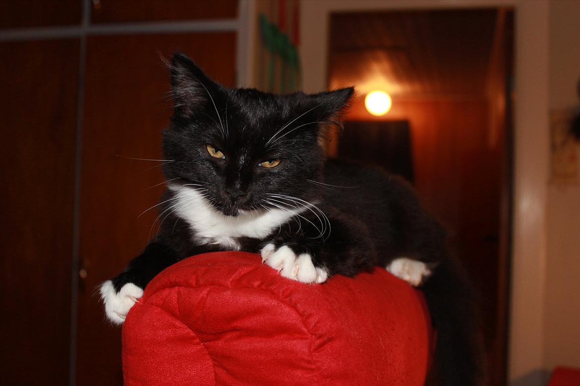 Blanding af racer Leopold billede 9