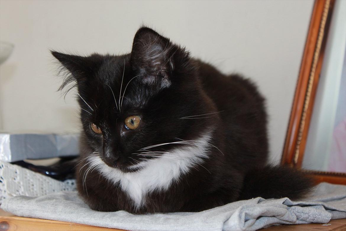 Blanding af racer Leopold billede 11