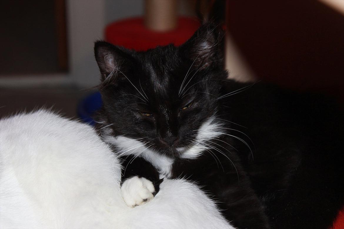 Blanding af racer Leopold billede 8