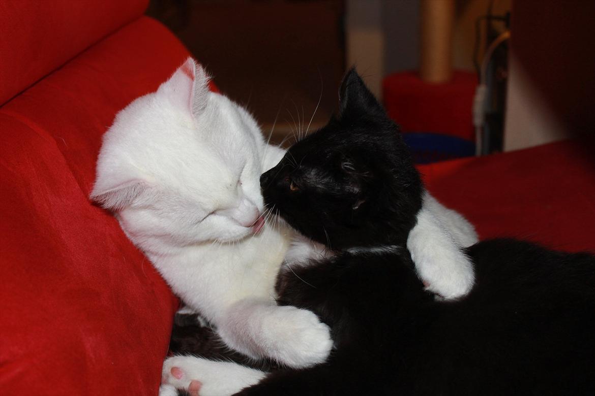 Blanding af racer Leopold billede 3