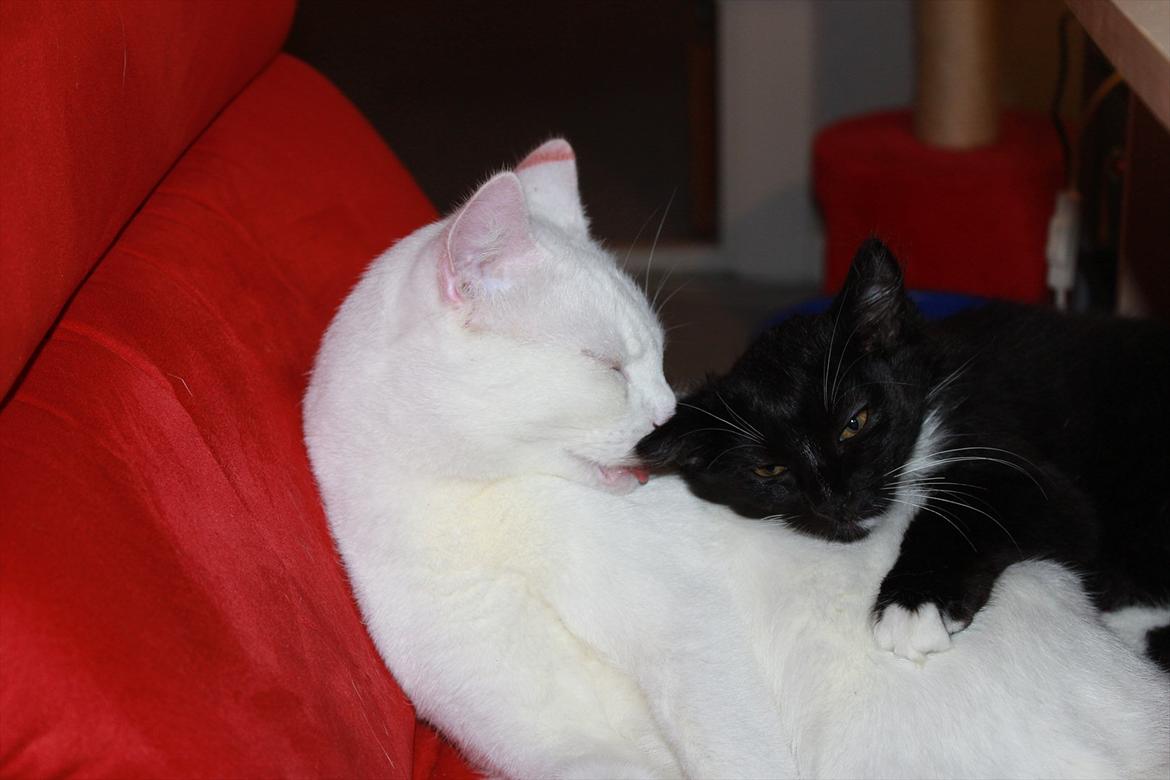 Blanding af racer Leopold billede 12