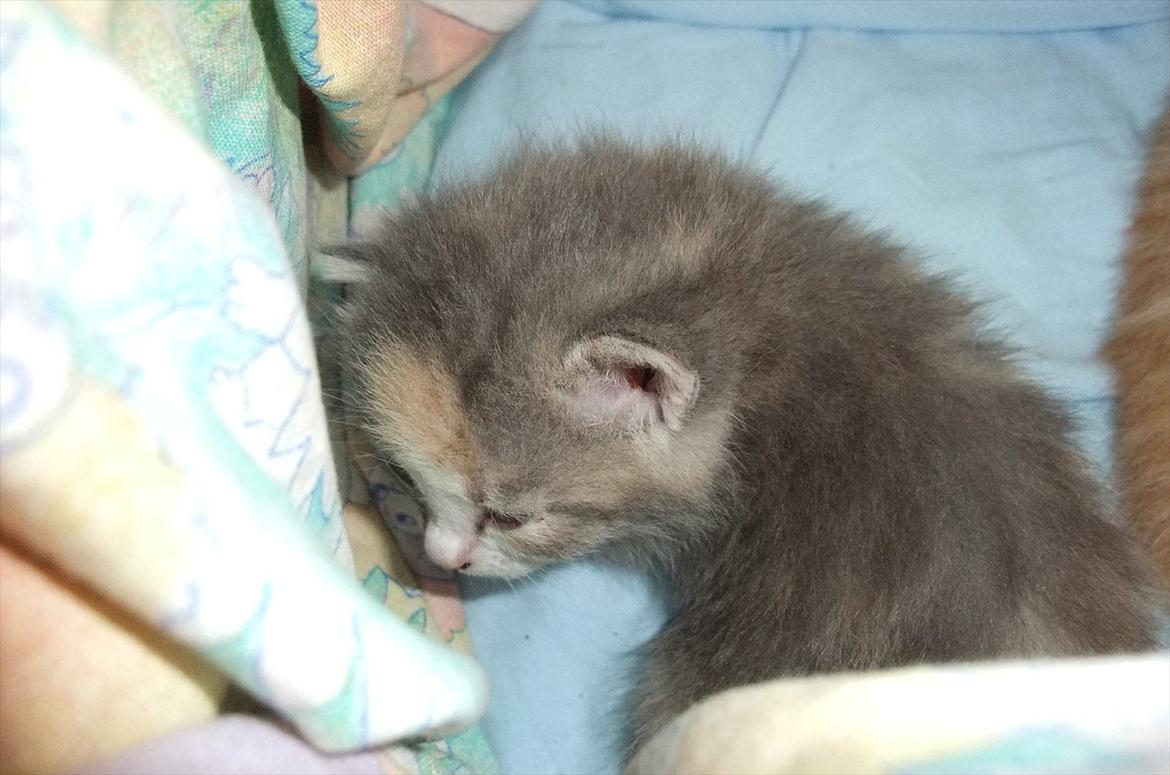 Huskat » Josefine « billede 2