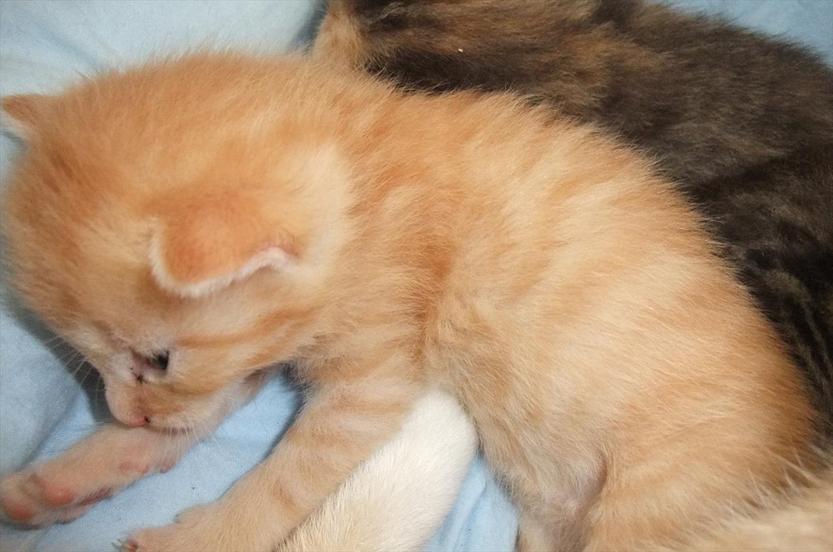 Huskat » Batman « billede 4