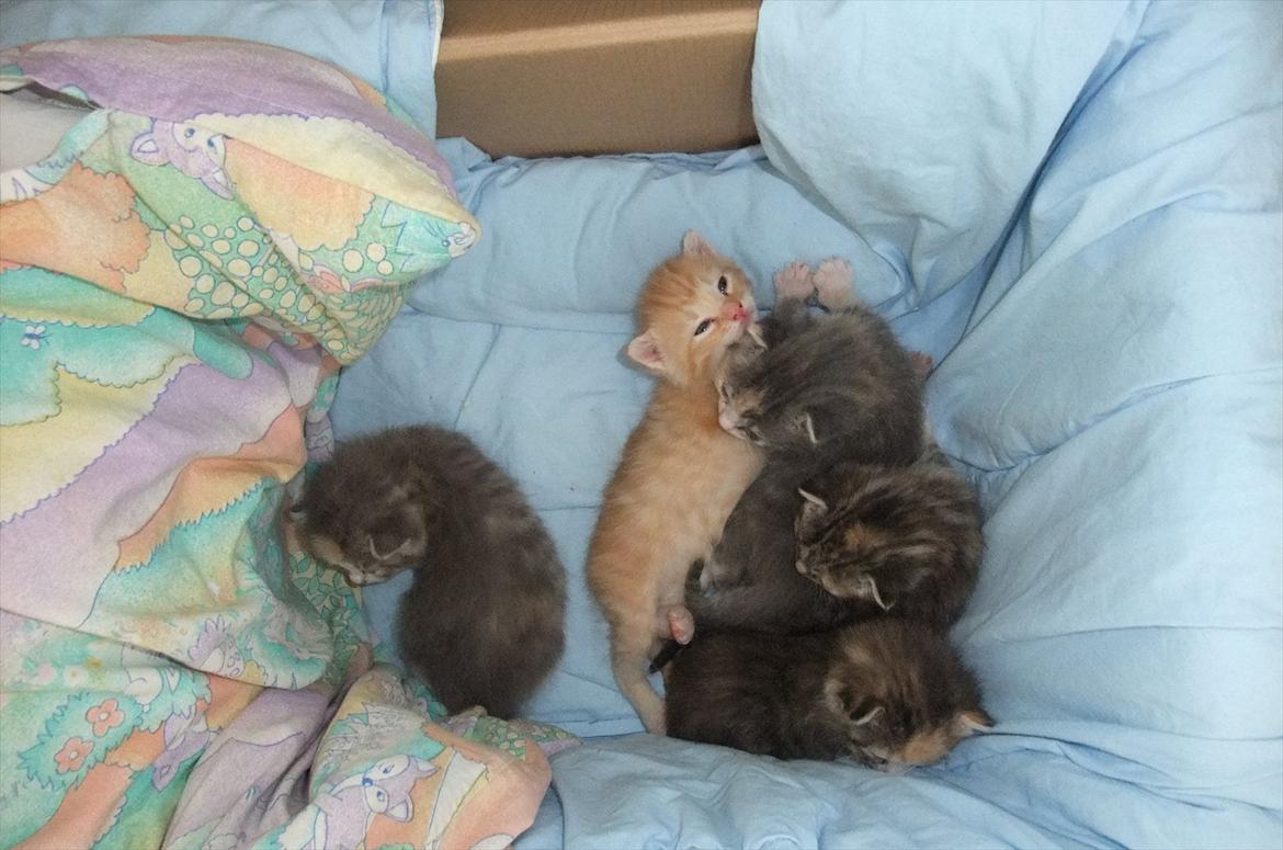 Huskat » Batman « billede 5