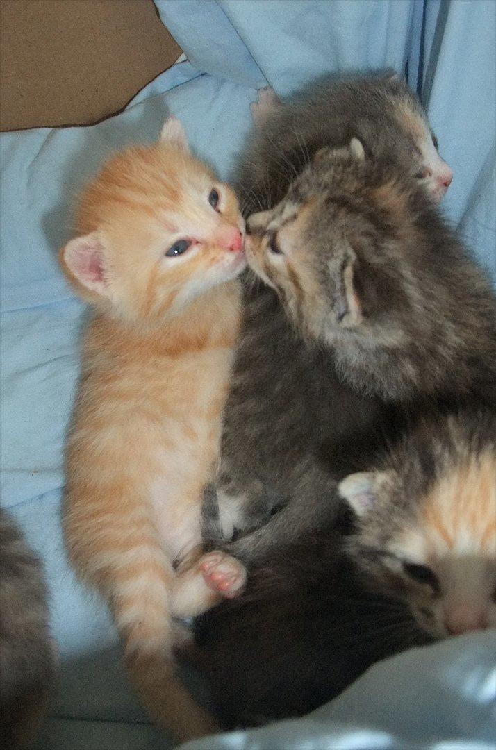 Huskat » Batman « - Velkommen til Batman's profil. :D billede 1