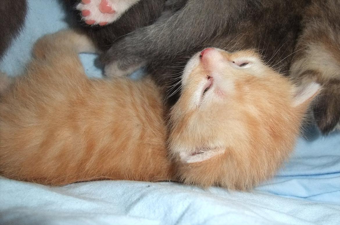 Huskat » Batman « billede 6