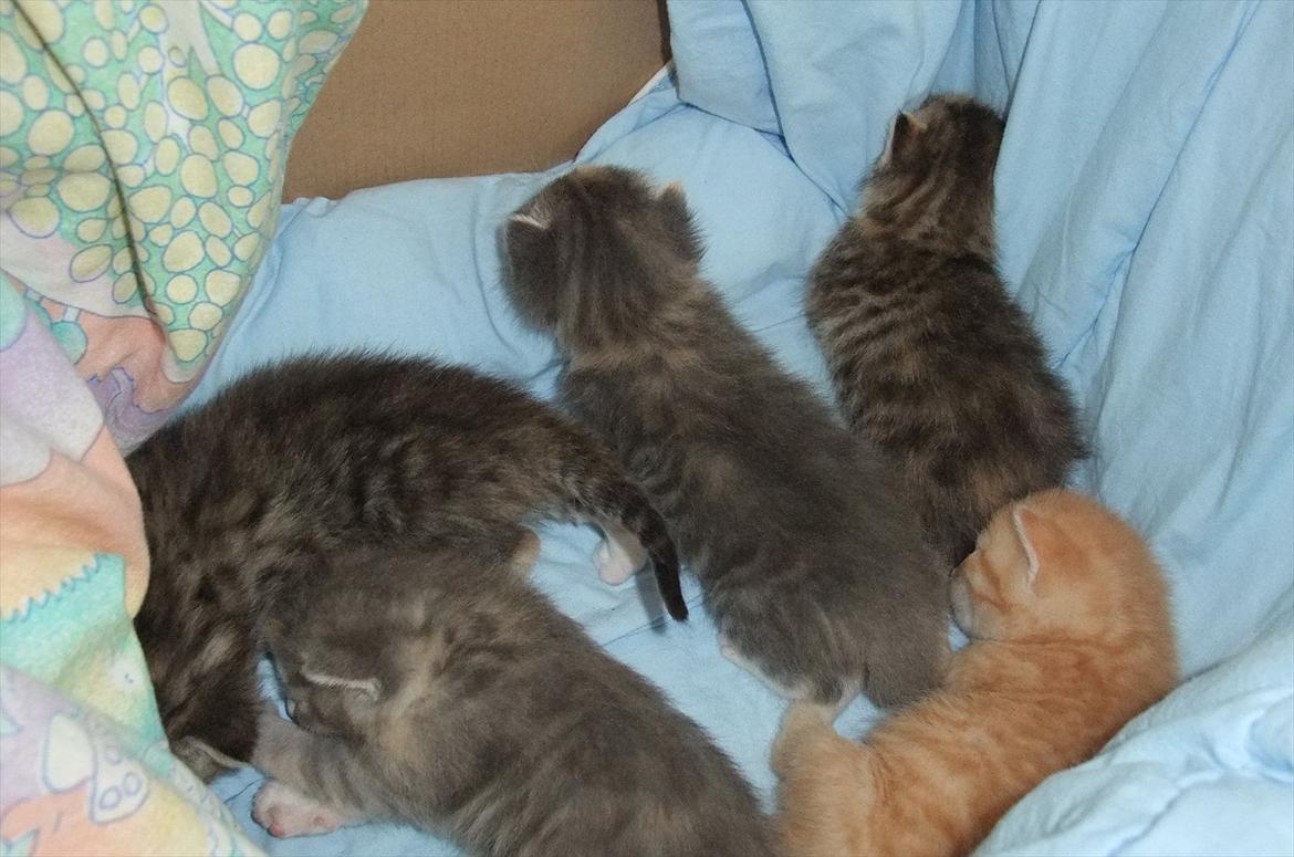 Huskat » Batman « billede 3