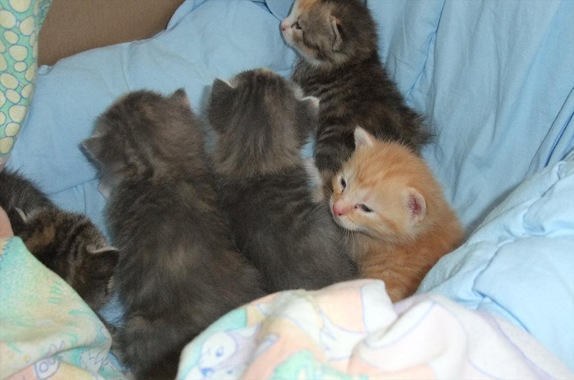 Huskat » Batman « billede 7