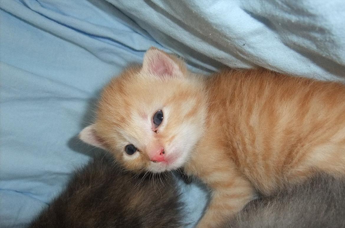 Huskat » Batman « billede 8