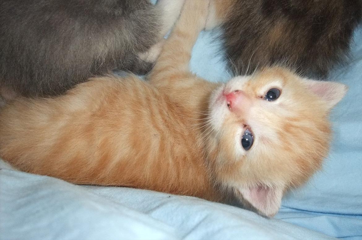 Huskat » Batman « billede 2