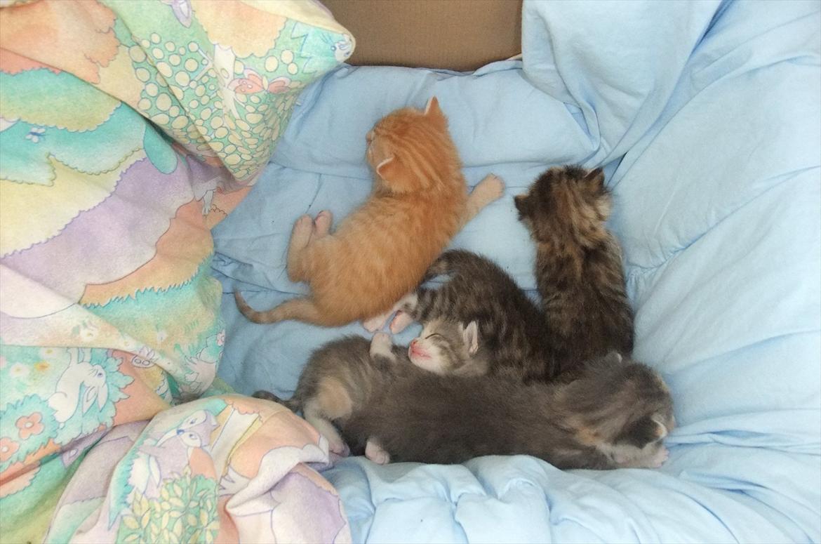 Huskat » Batman « billede 9