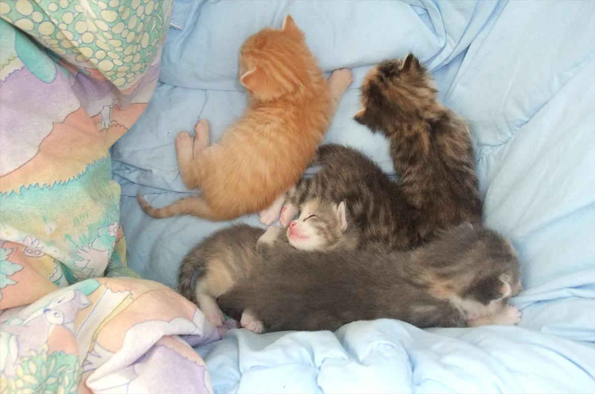 Huskat » Batman « billede 10