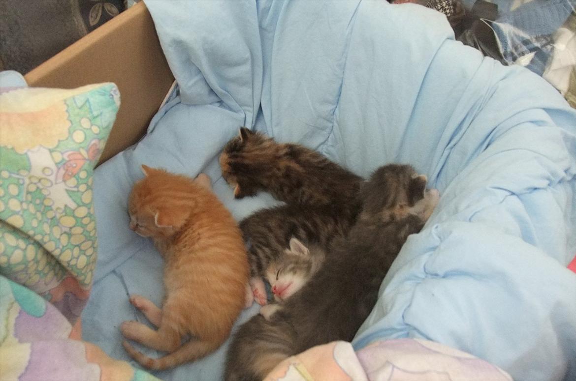 Huskat » Batman « billede 11