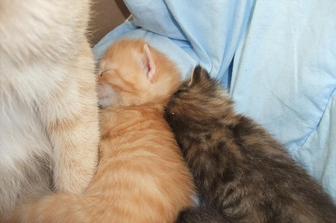 Huskat » Batman « billede 12