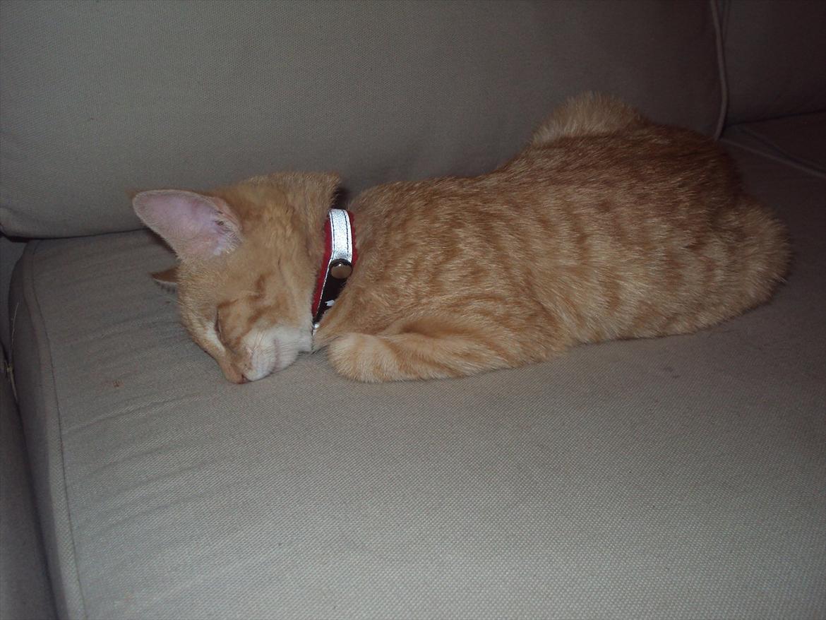 Huskat Pelle - der er mange forskellige måder man kan putte på! billede 16