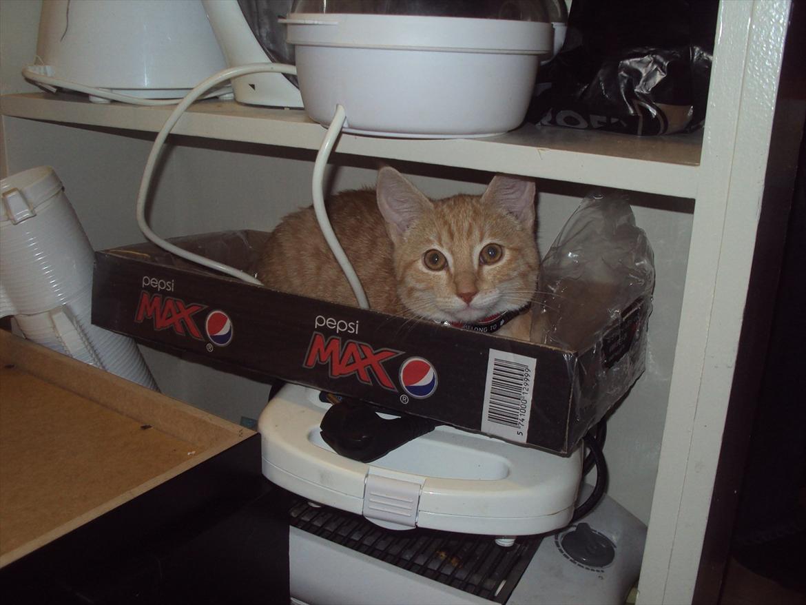 Huskat Pelle - et godt gemmested for en bette mis. billede 17