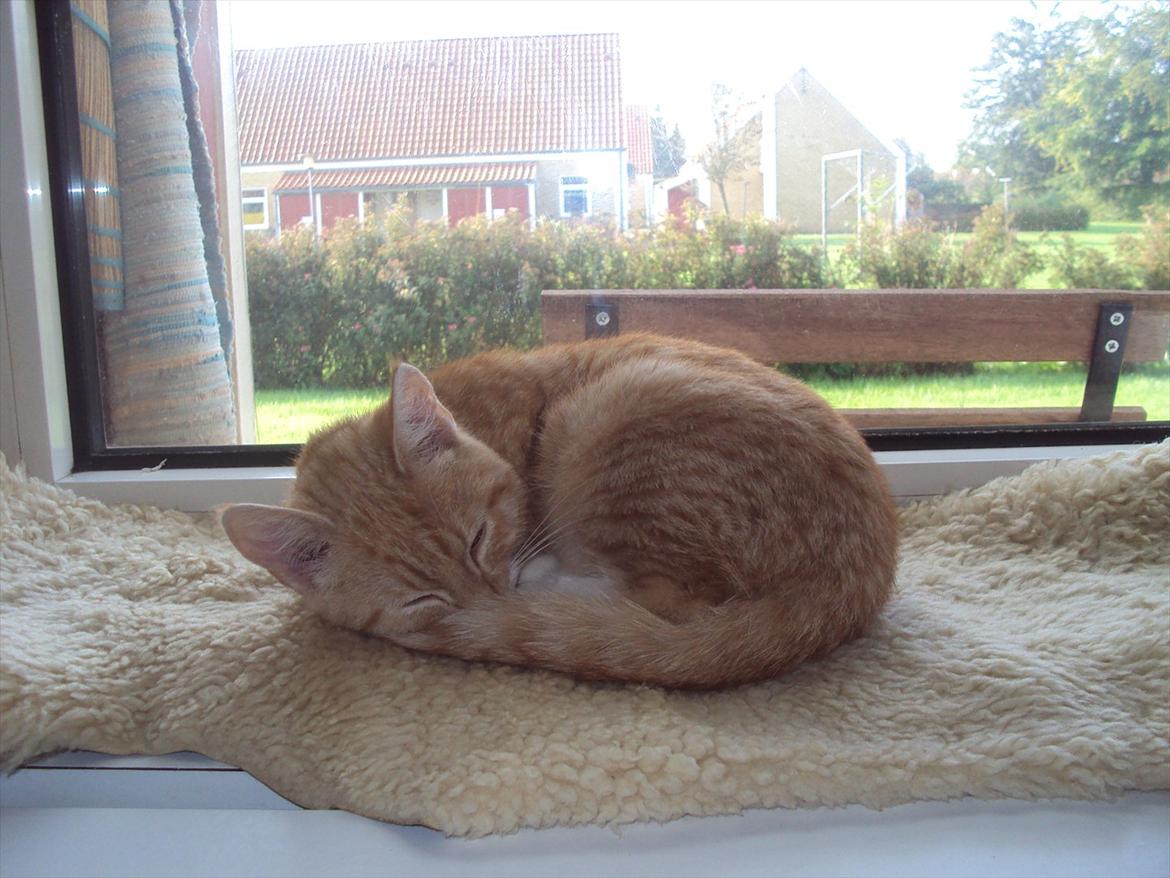 Huskat Pelle - det ikke så skidt at være en kat når man har sit eget lammeskind i vindueskarmen! ;-) billede 18