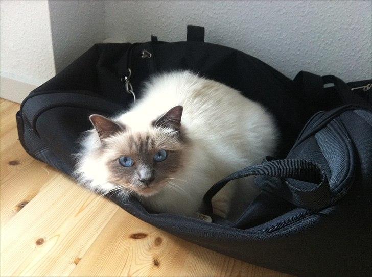 Hellig Birma Dalton - Dalton billede 8