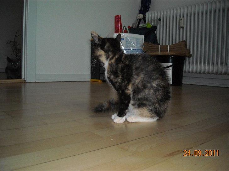 Huskat Mille billede 2