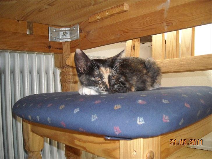 Huskat Mille billede 3