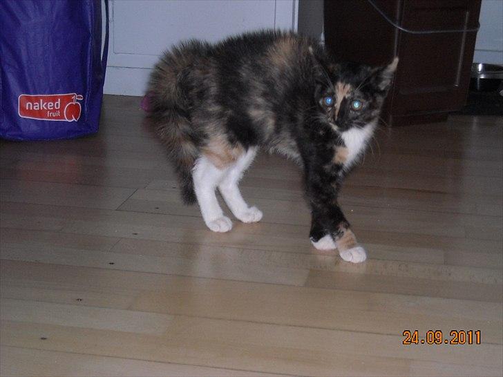 Huskat Mille billede 4