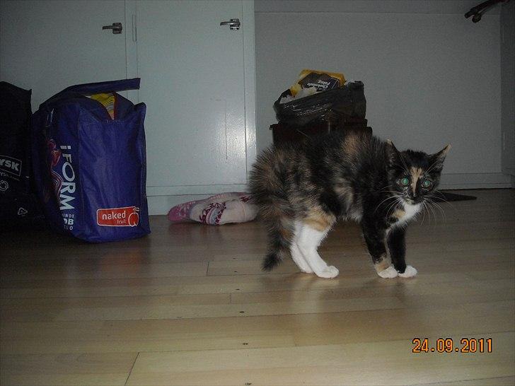 Huskat Mille billede 5