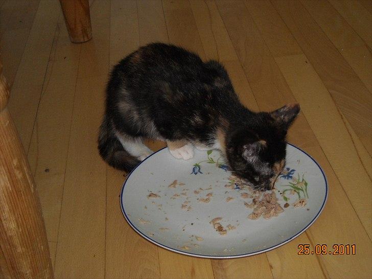 Huskat Mille billede 6