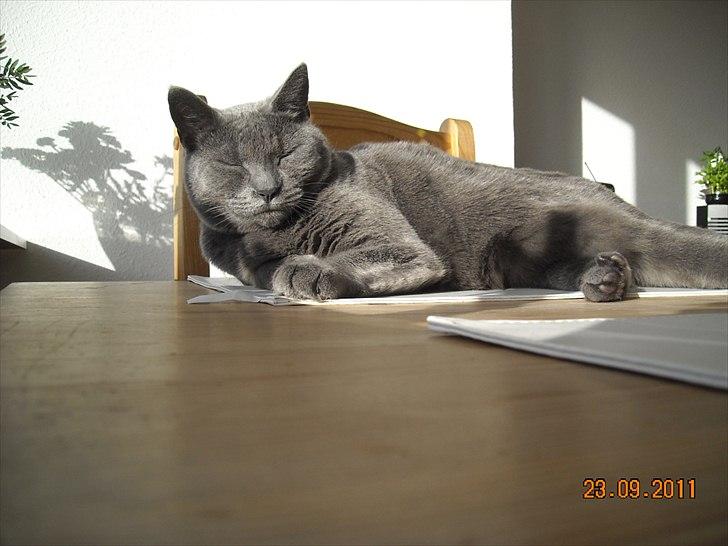 Huskat Sheeba billede 19