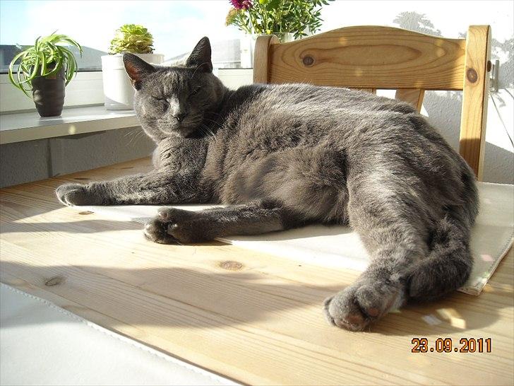 Huskat Sheeba billede 20