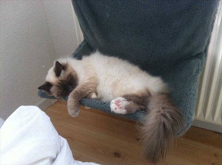 Hellig Birma Dalton - Hygge! billede 1