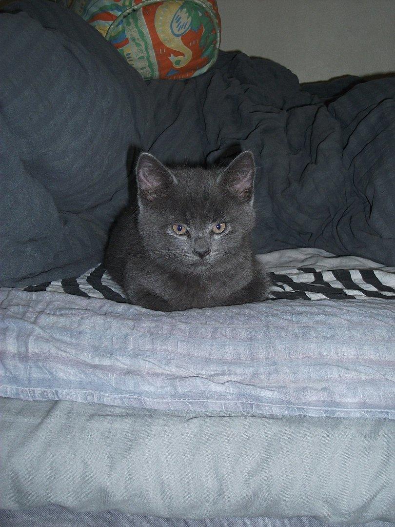 Blanding af racer Mikkel - D. 22.09.11 billede 7