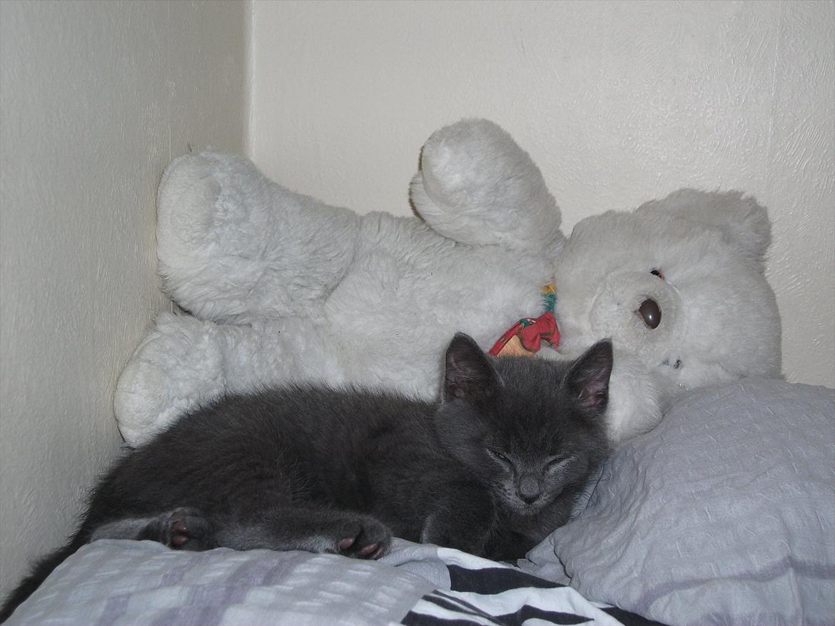 Blanding af racer Mikkel - D. 22.09.11 billede 8