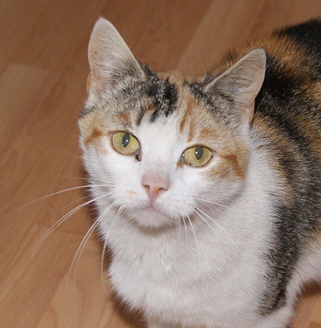 Huskat Ronja billede 1