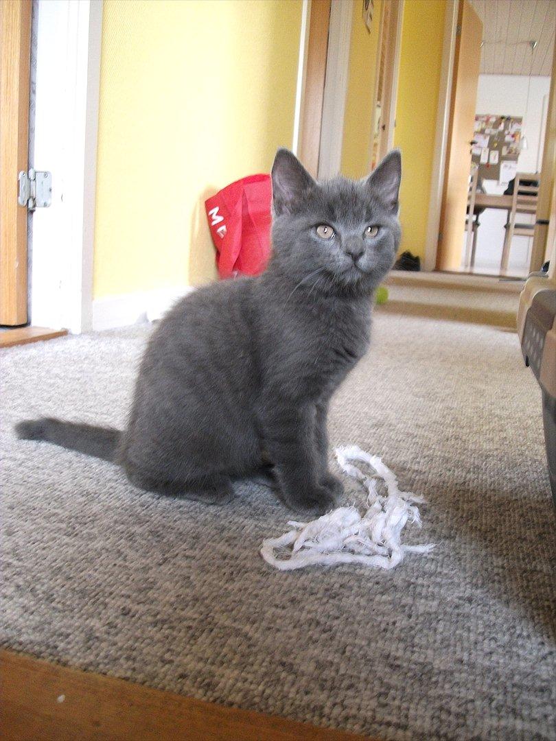 Blanding af racer Mikkel - D. 25.09.11 billede 9