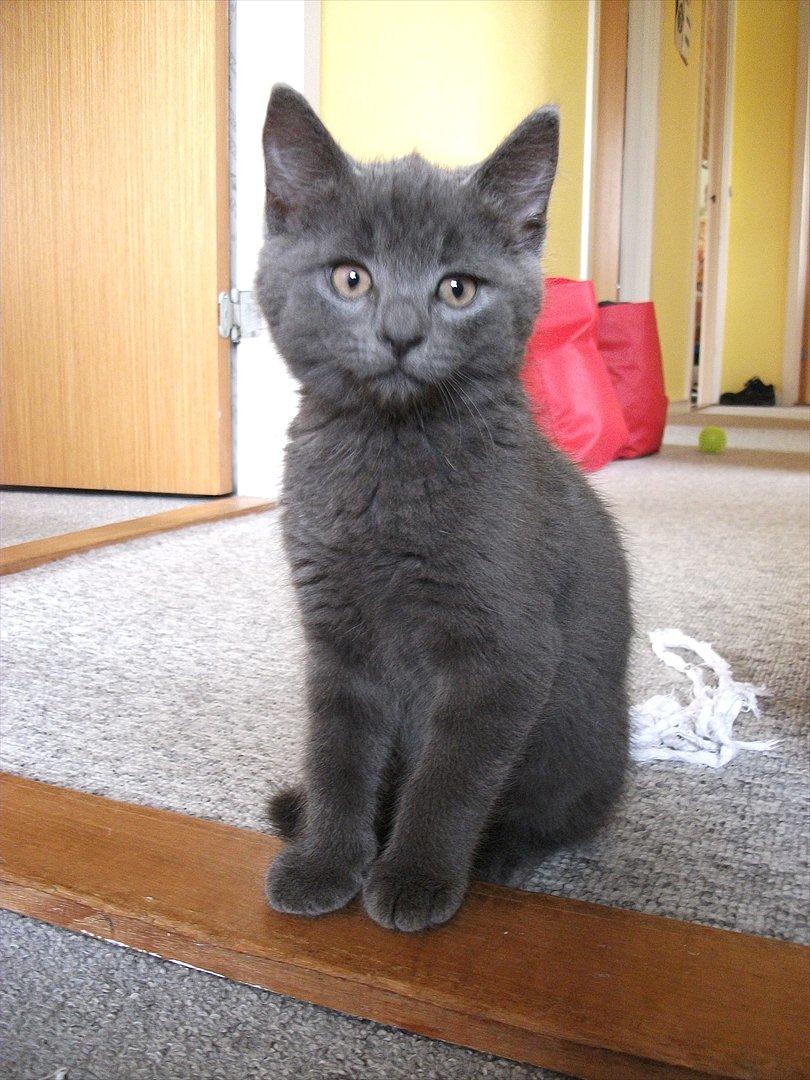 Blanding af racer Mikkel - D. 25.09.11 billede 10