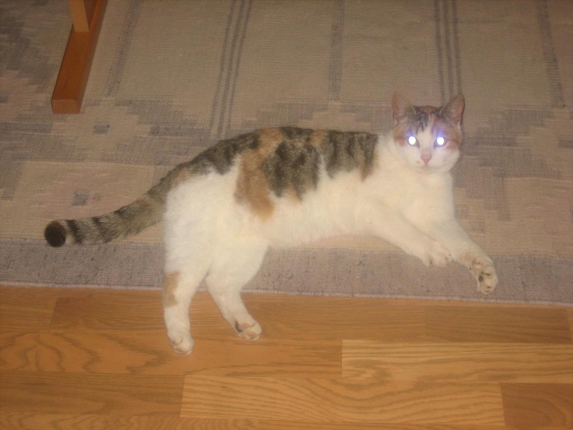 Huskat Ronja billede 2