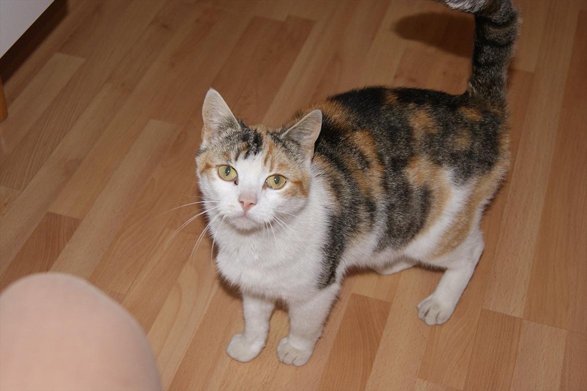 Huskat Ronja billede 3