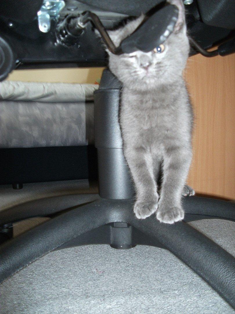 Blanding af racer Mikkel - D. 25.09.11 billede 11