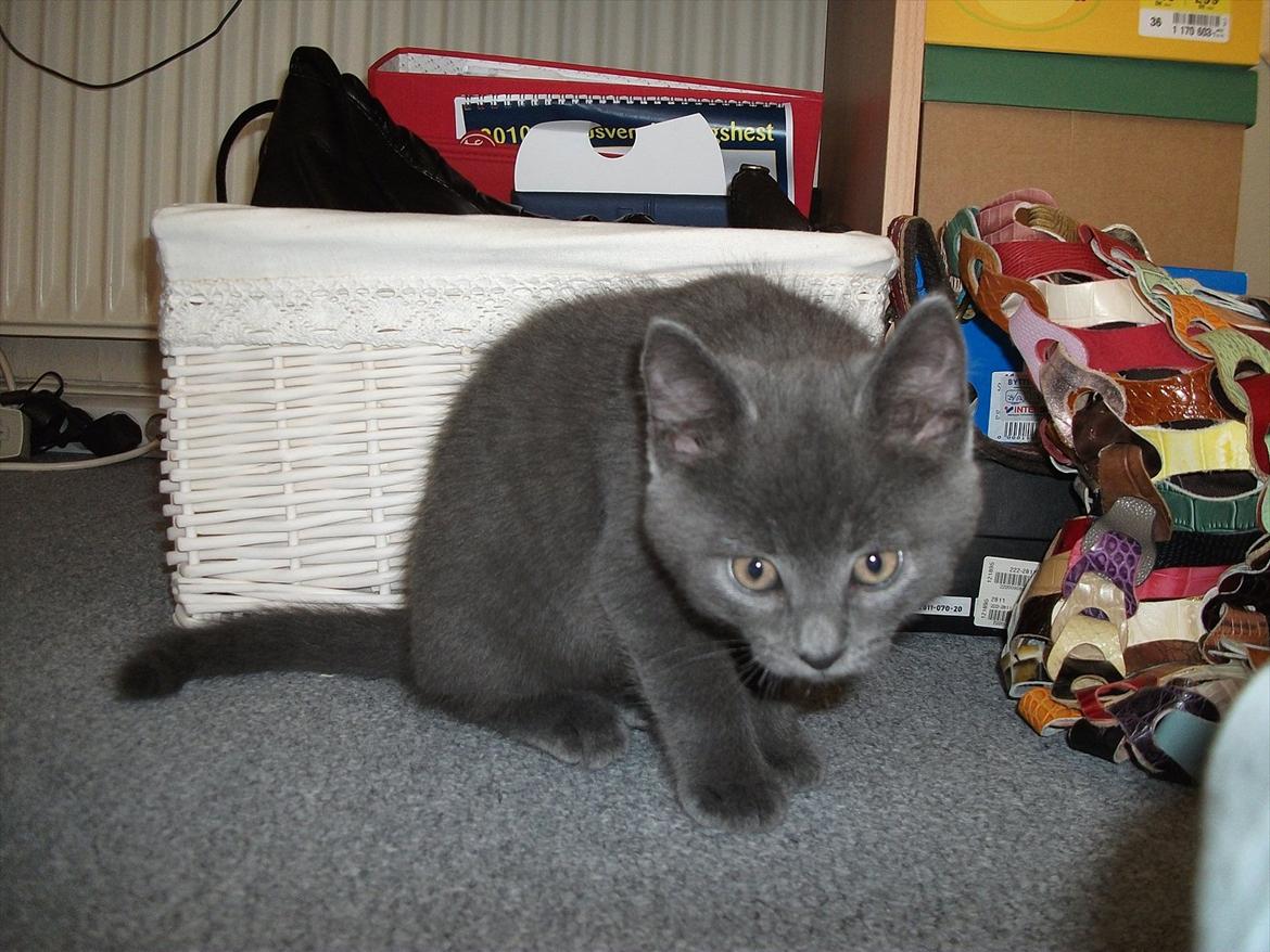 Blanding af racer Mikkel - D. 25.09.11 billede 12