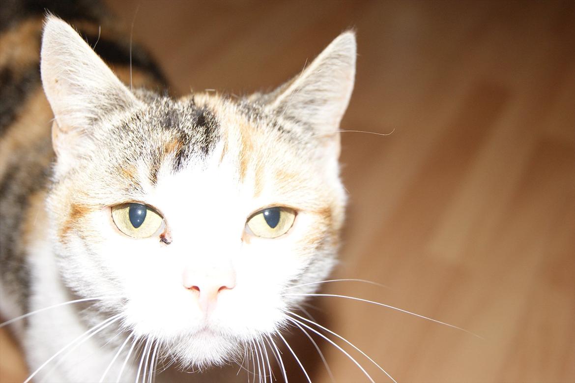 Huskat Ronja billede 4