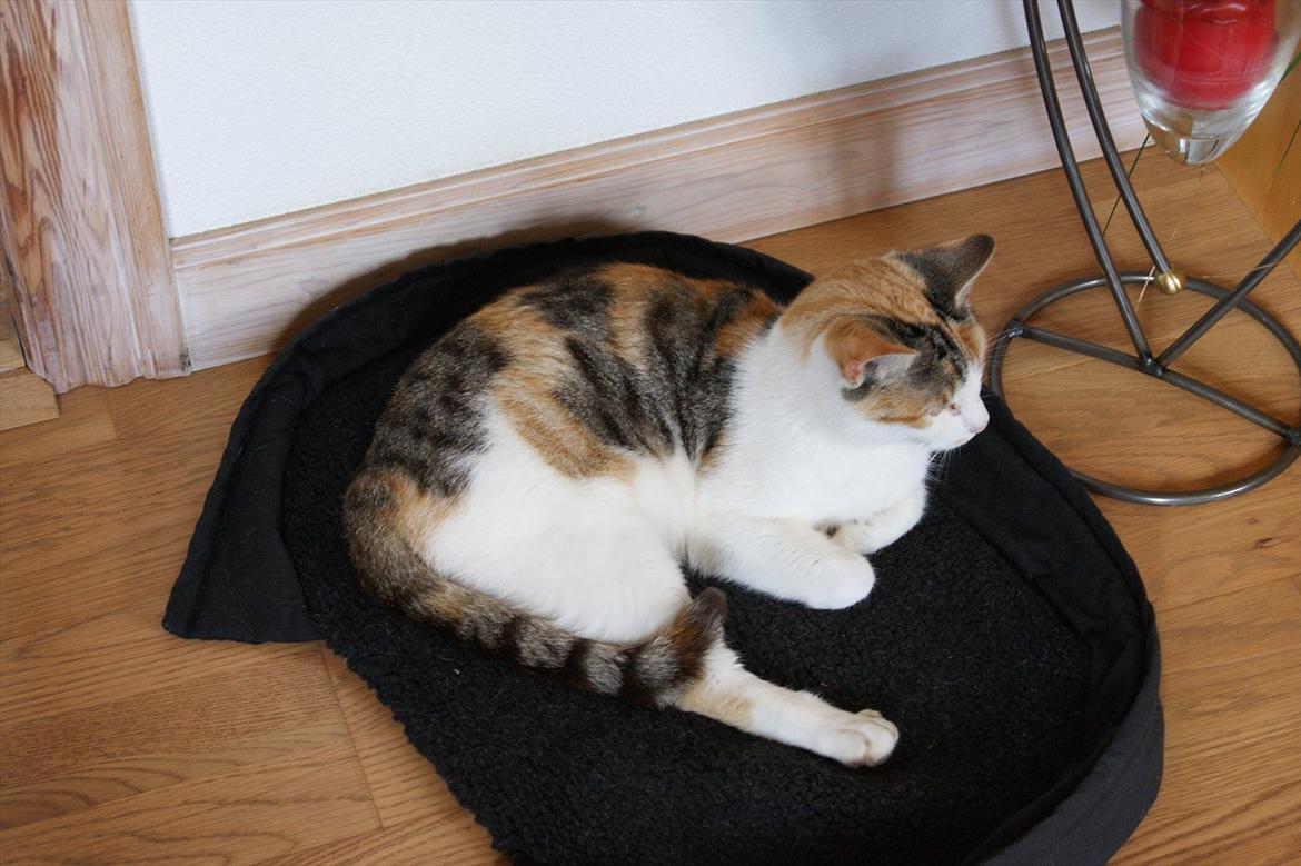 Huskat Ronja billede 5